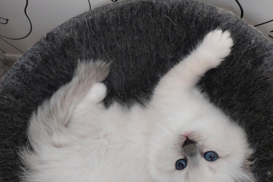 QUEEN ROSE Pure Posh*PL