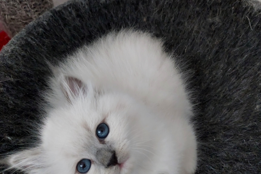 QUEEN ROSE Pure Posh*PL