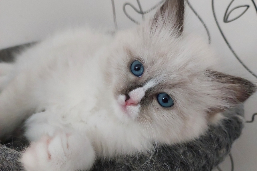 QUEEN MARY Pure Posh*PL