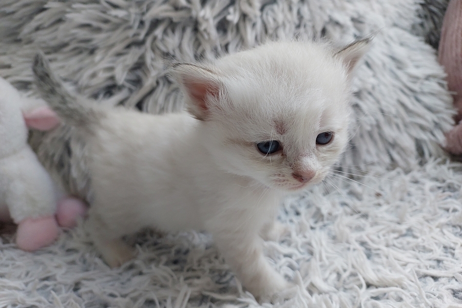 ROBUSTA Pure Posh*PL