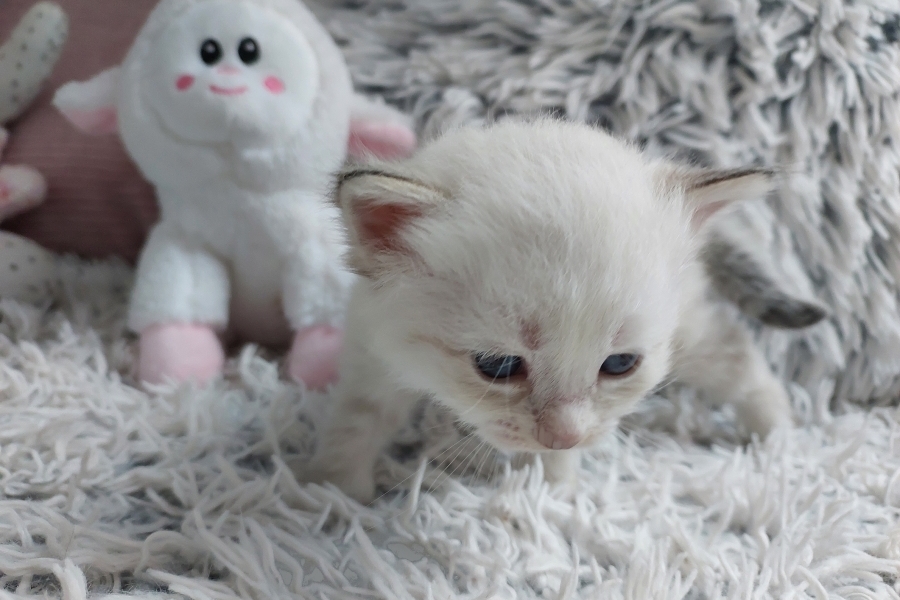 ROBUSTA Pure Posh*PL