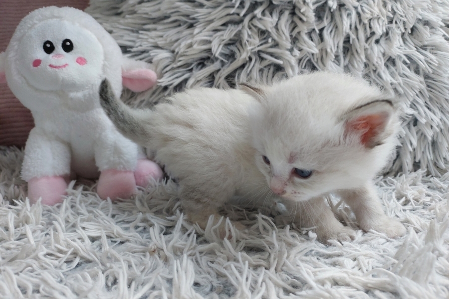 ROBUSTA Pure Posh*PL