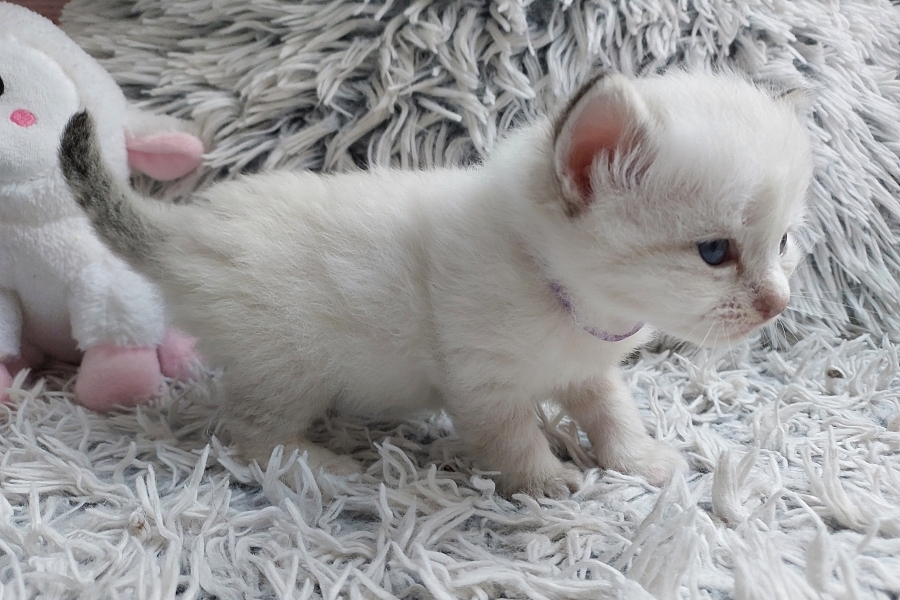 ROBUSTA Pure Posh*PL