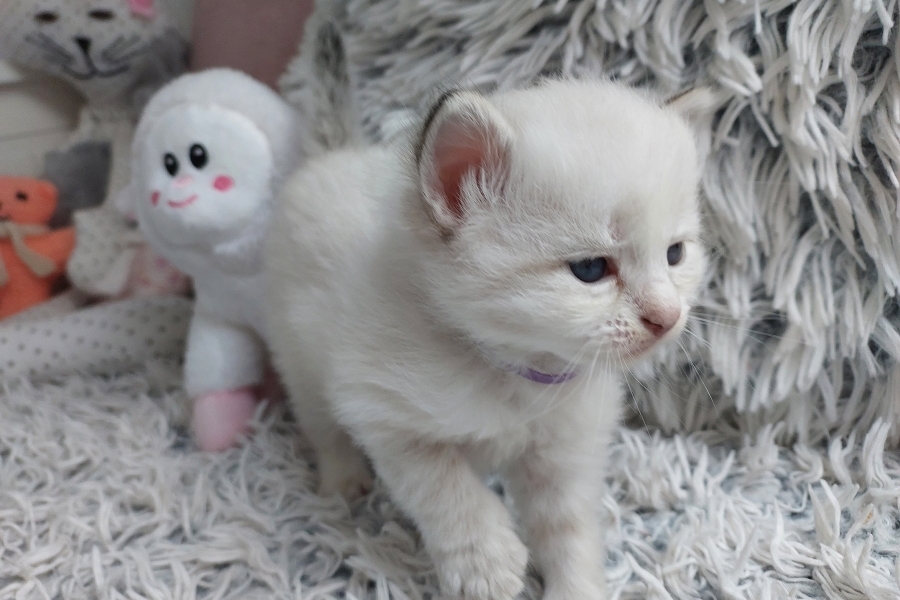 ROBUSTA Pure Posh*PL