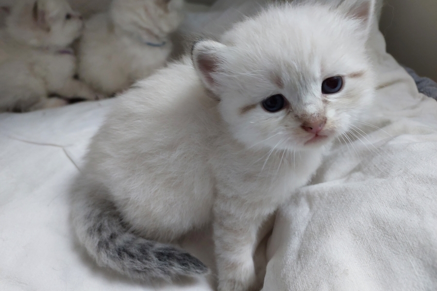 RICHMONT Pure Posh*PL