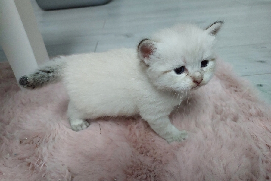 RICHMONT Pure Posh*PL