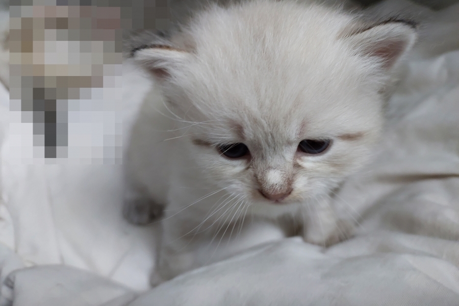 RICHMONT Pure Posh*PL