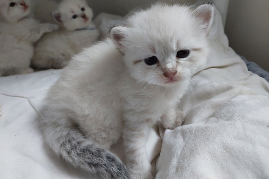 RICHMONT Pure Posh*PL