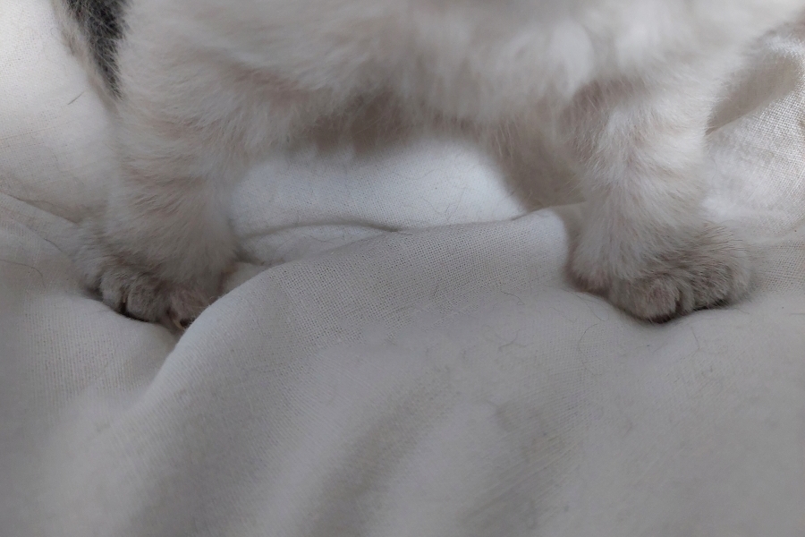 RICHMONT Pure Posh*PL