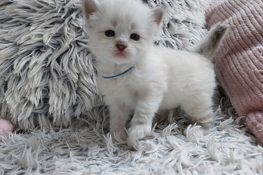 REDBULL Pure Posh*PL