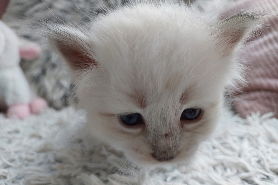 REDBULL Pure Posh*PL