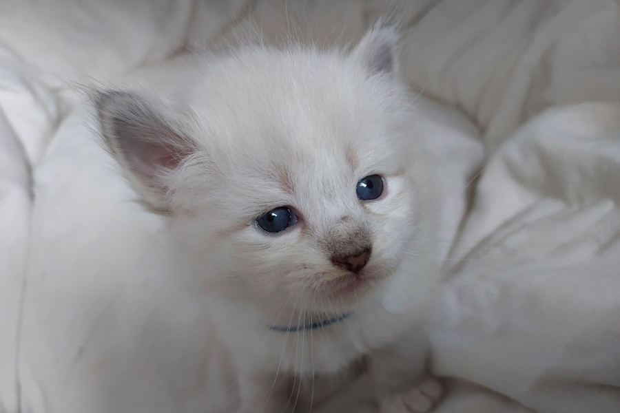 REDBULL Pure Posh*PL