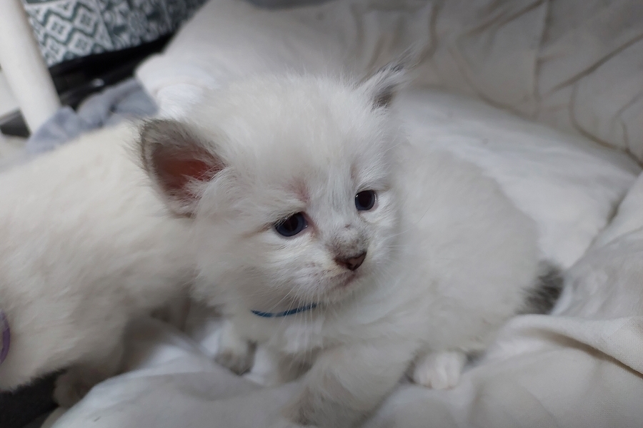 REDBULL Pure Posh*PL