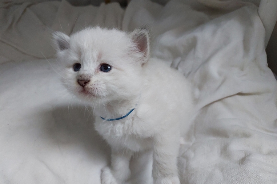 REDBULL Pure Posh*PL