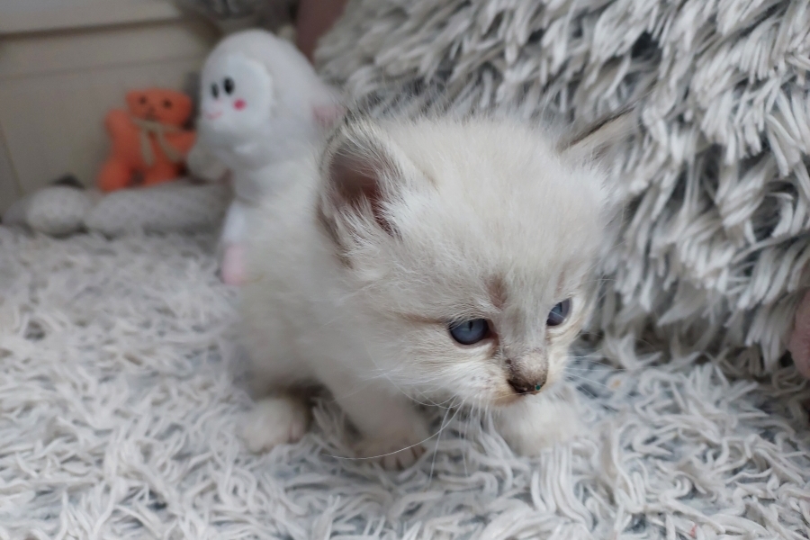 ROOBOIS Pure Posh*PL