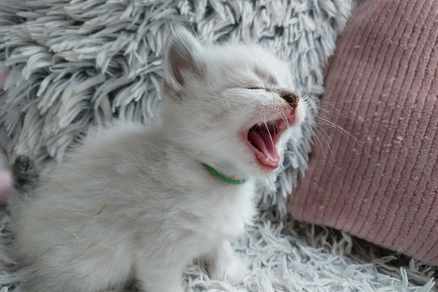 ROOBOIS Pure Posh*PL