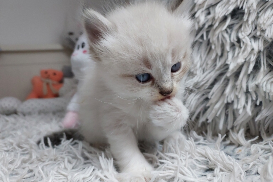 ROOBOIS Pure Posh*PL