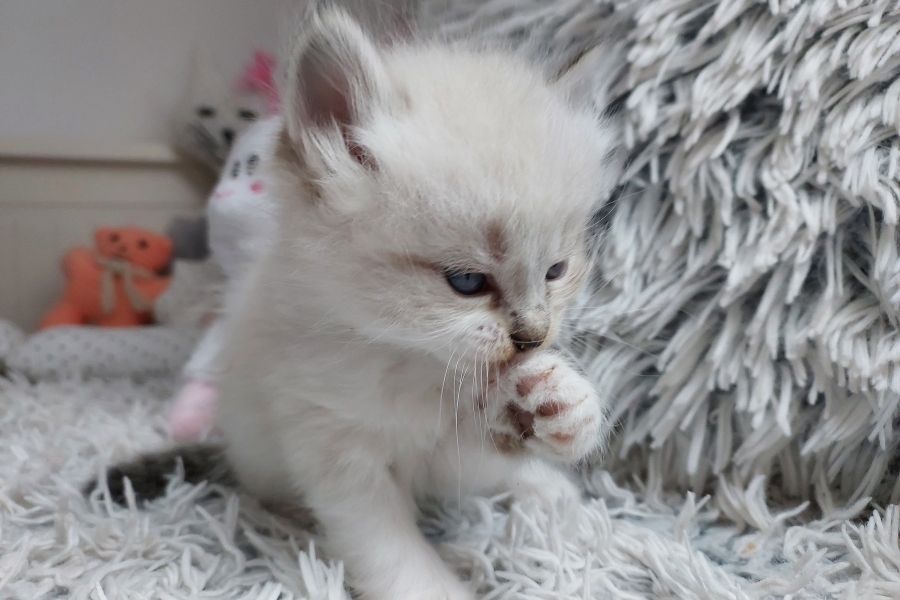 ROOBOIS Pure Posh*PL