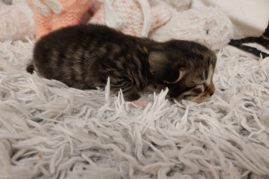 SANGRIA Pure Posh*PL