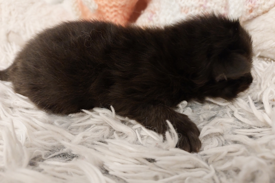 SAMBUCA Pure Posh*PL