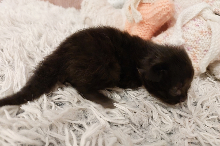 SAMBUCA Pure Posh*PL