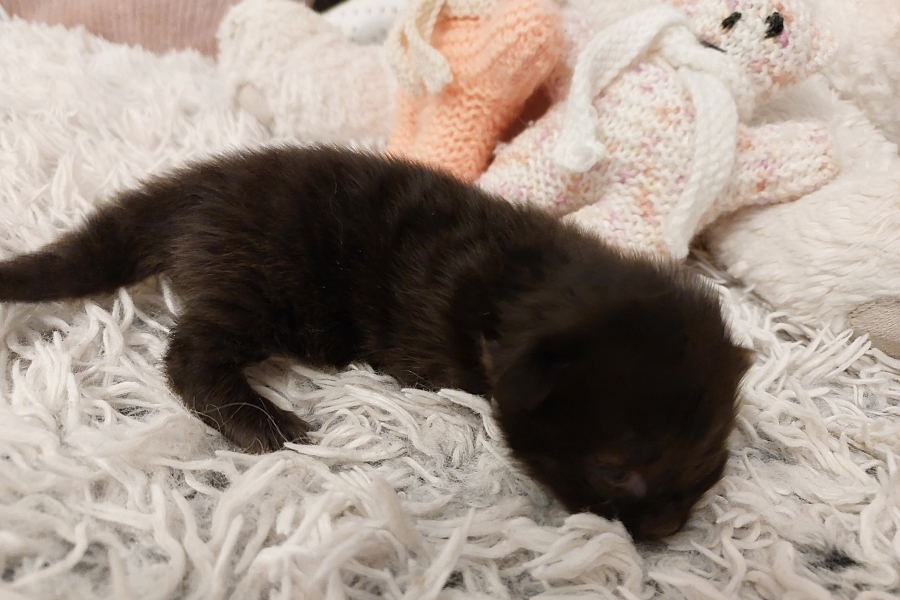 SAMBUCA Pure Posh*PL