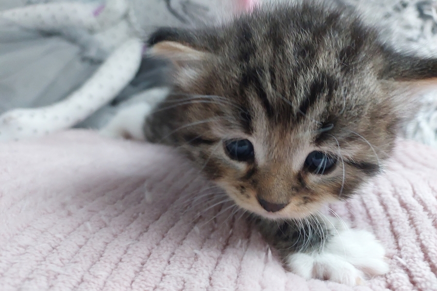 SANGRIA Pure Posh*PL