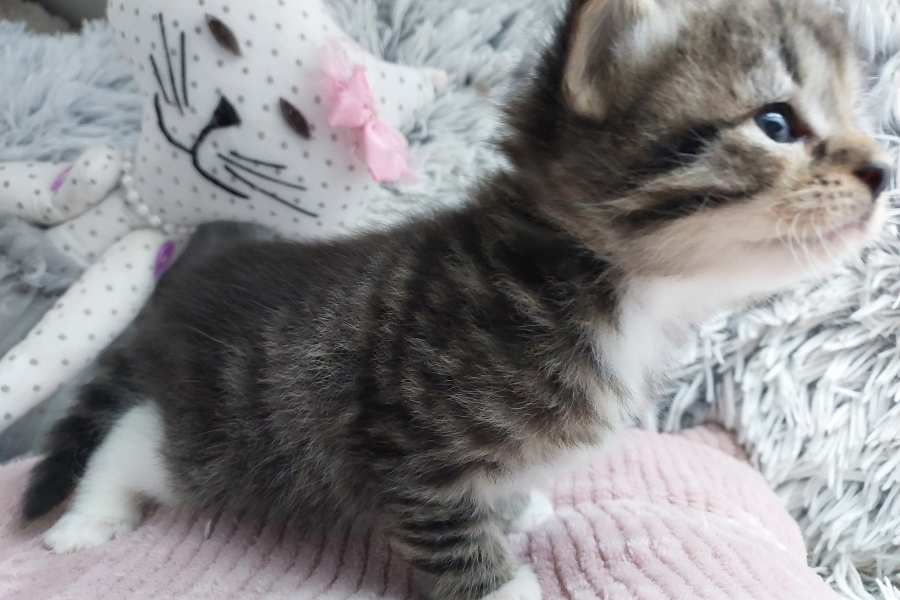 SANGRIA Pure Posh*PL