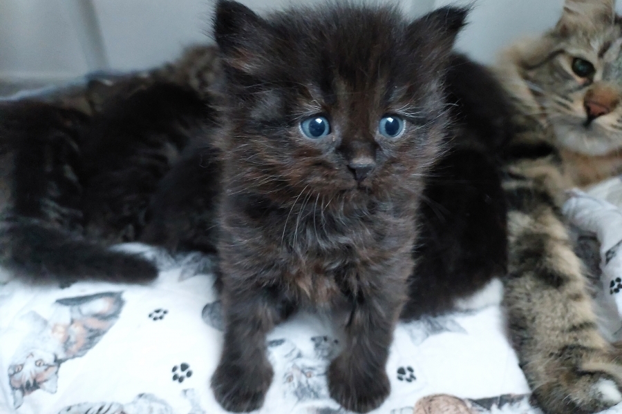 SAMBUCA Pure Posh*PL