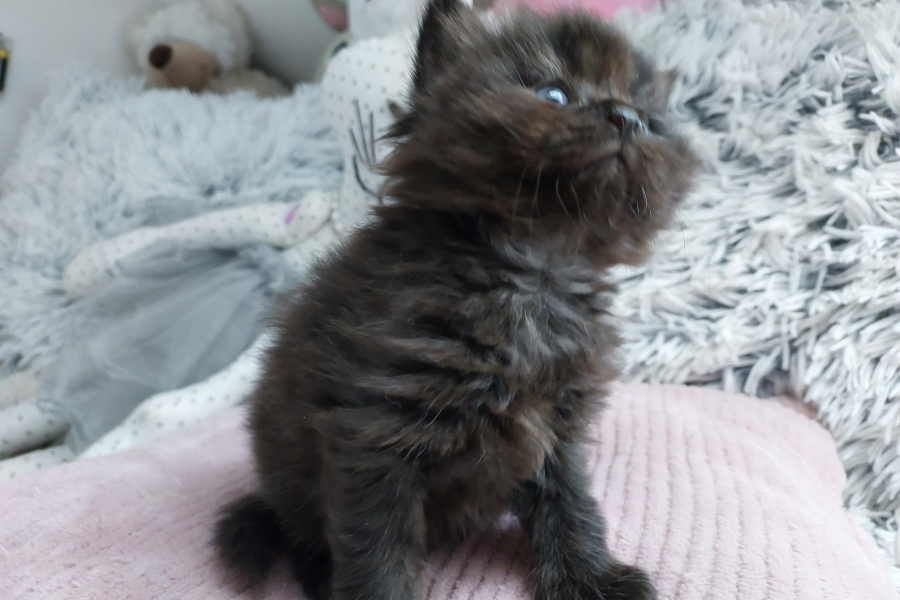 SAMBUCA Pure Posh*PL