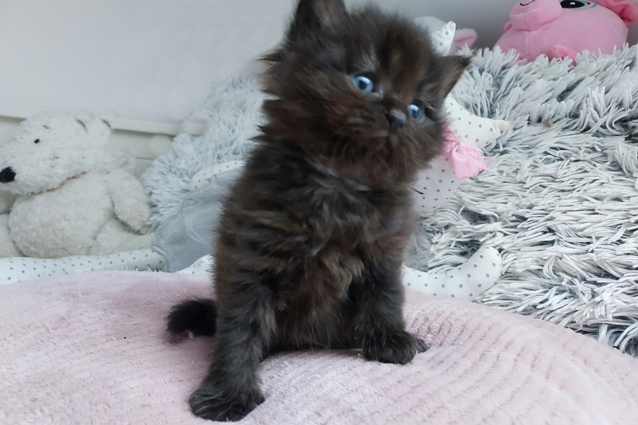 SAMBUCA Pure Posh*PL