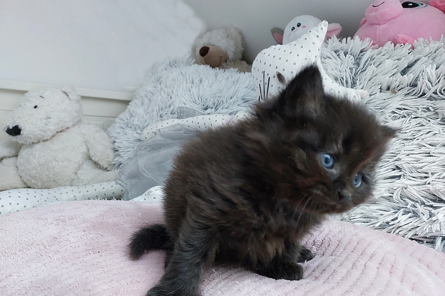 SAMBUCA Pure Posh*PL