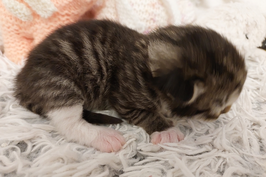 SANGRIA Pure Posh*PL