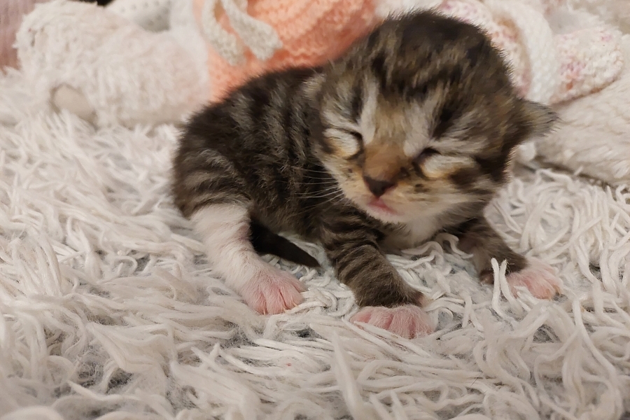 SANGRIA Pure Posh*PL