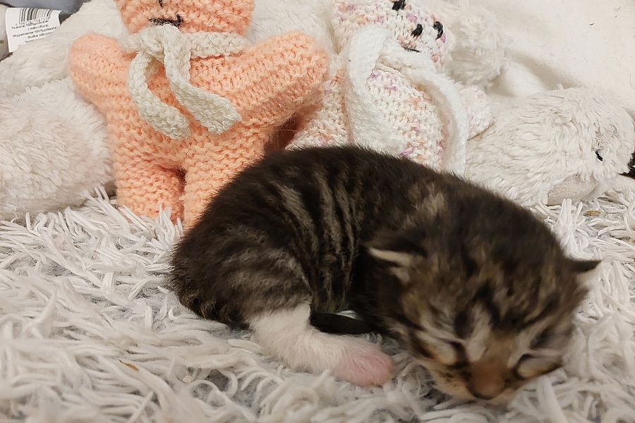 SANGRIA Pure Posh*PL