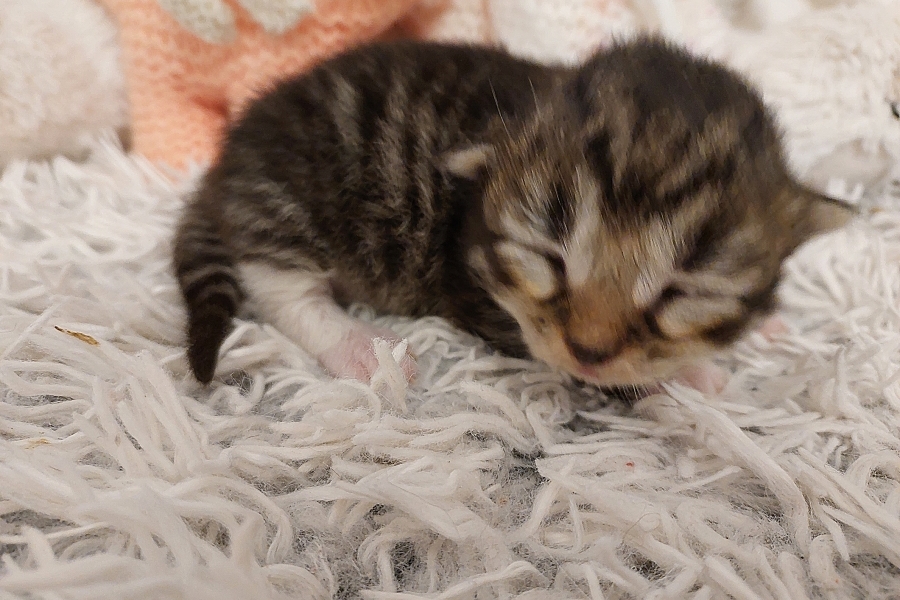 SANGRIA Pure Posh*PL