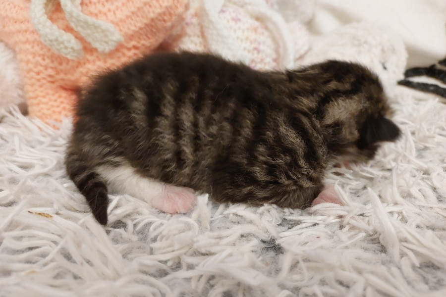 SANGRIA Pure Posh*PL