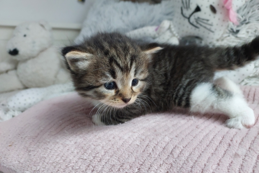 SANGRIA Pure Posh*PL