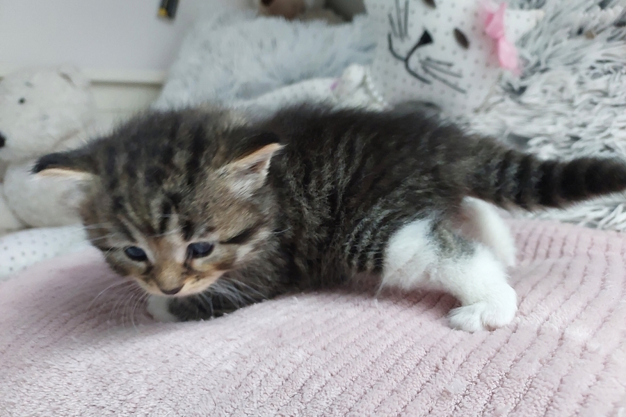 SANGRIA Pure Posh*PL