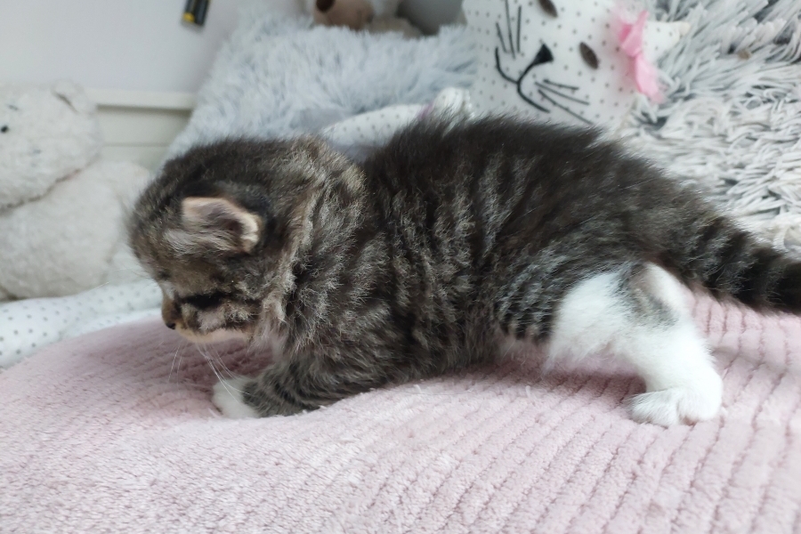 SANGRIA Pure Posh*PL