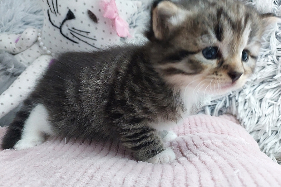 SANGRIA Pure Posh*PL