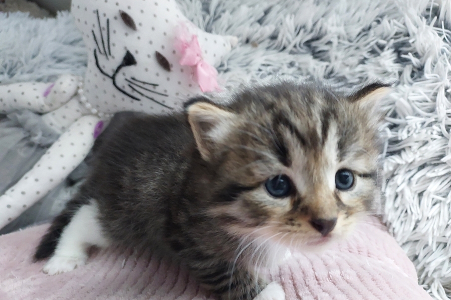 SANGRIA Pure Posh*PL