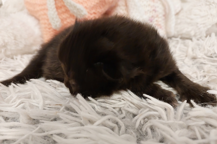 SAMBUCA Pure Posh*PL