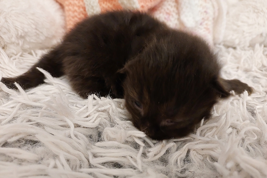 SAMBUCA Pure Posh*PL