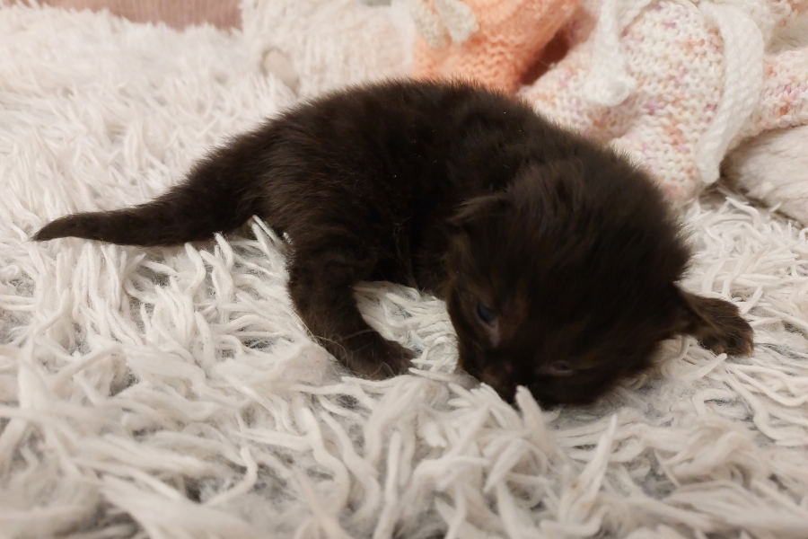 SAMBUCA Pure Posh*PL