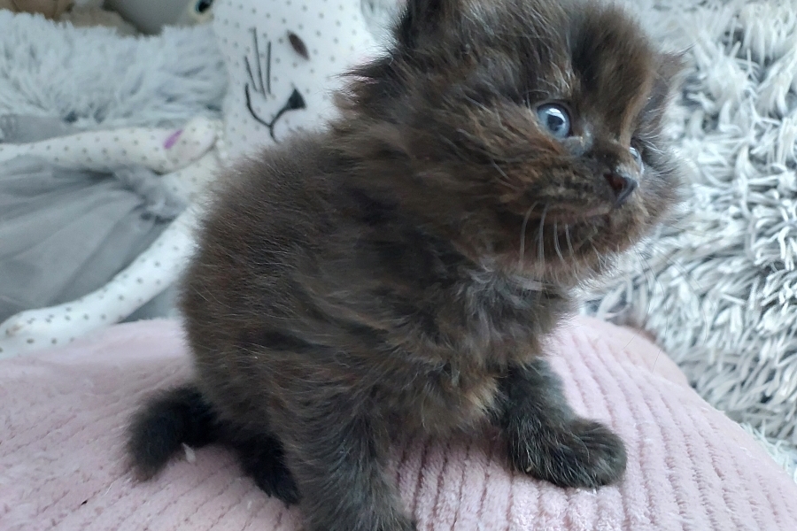 SAMBUCA Pure Posh*PL