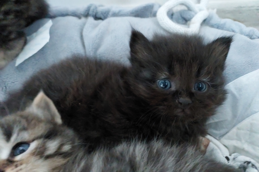 SAMBUCA Pure Posh*PL