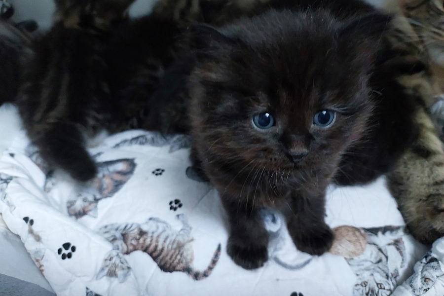 SAMBUCA Pure Posh*PL