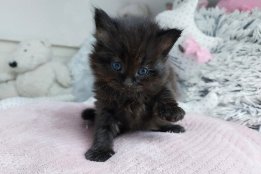 SAMBUCA Pure Posh*PL