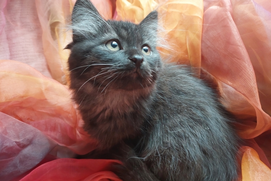 SAMBUCA Pure Posh*PL